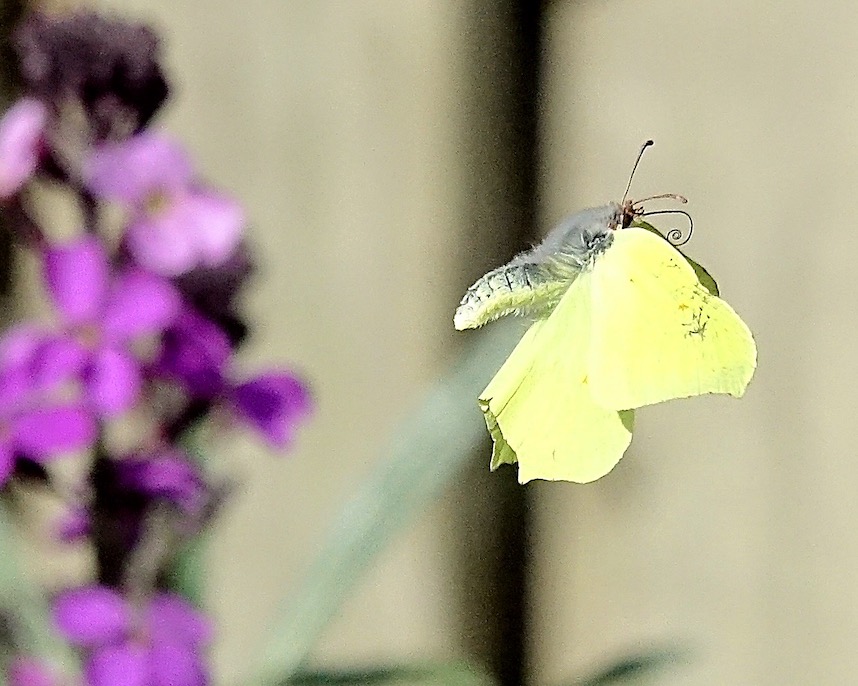 brimstone